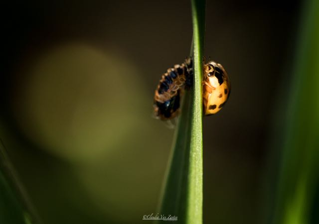 and after exactly 7 days I found this new born ladybug in the morning