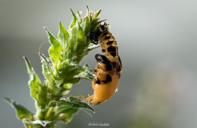 That was not the end of this story... </br> It looks like my terras is quite popular amongst spiky caterpillars... </br> a new born ladybug, this time 