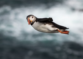 Claudia van Zanten_Windsurfing - Puffin style.jpg