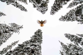 3002733-ClaudiaVanZanten-Spread your wings and fly 