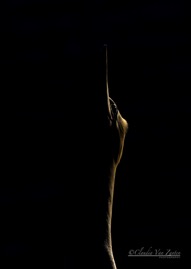 CVZ6D_20180619-840 WEB.jpg