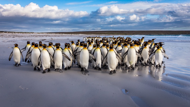 Title “Strolling the beach” (30, 2 Gold, 5 HM, 3 Diploma)</br>
2021 FIP Honorable mention Wildlife Photography Association of India</br>
2021 CM Award 3rd Indian Viewfinder International Digital India</br>
2021 PSA Honarable mention 5th International Contest Photo Nature Brazil</br>
2021 Diploma VI Intercontinental Circuit</br>
2021 Honorable mention 21st Chhayapath International Salon of Photography India</br>
2021 Gold Exhibition New Style Guatemala</br> 
2021 Diploma Elephant Festival Kenya</br>
2021 Honorable mention My Iceland exhibition</br>
2021 FIAP Gold Exhibition Puerto Berrios Guatemala</br>
2021 Honorable mention Exhibition Pink Bird Kenya