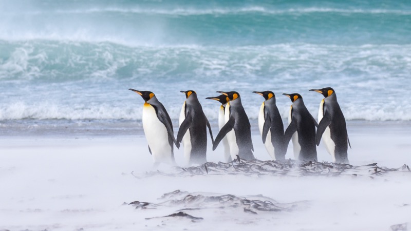 Title “Braving the Storm