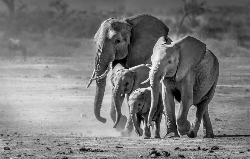 Title “Elees in a hurry