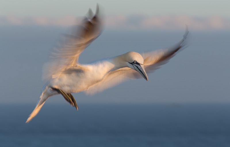 Title “Sunset landing”</br>
2018 FIAP Honorable mention (2) Belgian Photo Circuit Belgium</br>
