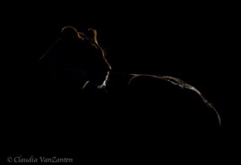 CVZ6D_20160721-097.jpg