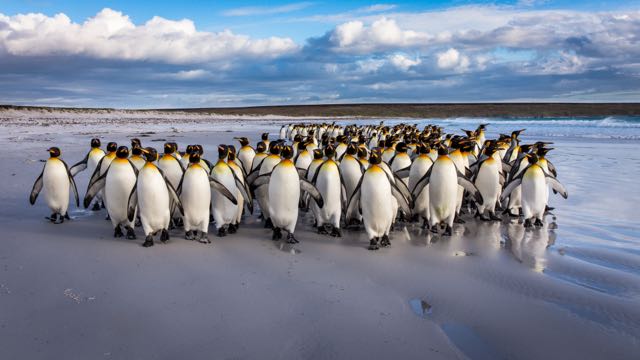 Title “Strolling the beach” (30, 2 Gold, 5 HM, 3 Diploma)</br></br> 2021 Iris 1st International Salon</br>
2021 9th Greek Photographic Circuit Greece (4)</br>
2021 Through the Viewfinder Serbia</br>
2021 Wildlife Photography Association of India (FIP HM)</br>
2021 Natura Naturans 3rd International Salon of Photography Serbia</br>
2021 Taiwan Photo Circuit (2)</br>
2021 Azerbaijan Photo Salon</br>
2021 3rd Indian Viewfinder International Digital India (CM award)</br>
2021 5th International Contest Photo Nature Brazil (PSA HM)</br>
2021 9th Olympic Photographic Circuit (3)</br>
2021 International Exhibition Venetus Circuit Italy (3)</br>
2021 VI Intercontinental Circuit (4, Diploma Intercontinental Circuit)</br>
2021 21st Chhayapath International Salon of Photography India (HM)</br>
2021 Reindeer in action Iceland</br>
2021 Exhibition New Style Guatemala (New style Gold)</br> 
2021 Elephant Festival Kenya (Diploma)</br>
2021 My Iceland (HM)</br>
2021 Exhibition Puerto Berrios Guatemala (FIAP Gold)</br>
2021 Exhibition Pink Bird Kenya (HM)</br> 
