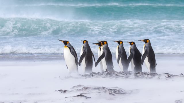 Title “Braving the Storm