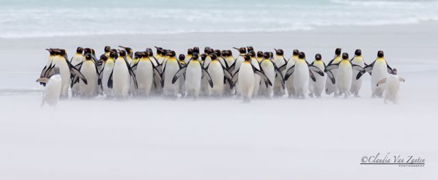 Title “Just a few penguins” (10, Gold, HM)</br>
2018 3rd Metropolitan International Photographic Exhibition United States</br>
2018 Belgian Photo Circuit Belgium (2, Salon Gold, Salon HM)</br>
2021 Shadow 4th International salon India</br>
2021 9th Greek Photographic Circuit Greece (4)</br>
2021 Natura Naturans 3rd International Salon of Photography Serbia</br>
2021 9rd Exhibition of Photography “Ecological truth” Bulgaria