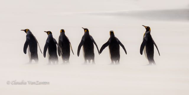 Title “Kings going for a walk” (15, Gold, Silver, 2 HM)</br> 2016 10th Holland International Image Circuit Netherlands (5)</br>
2017 New Bi-Continental Photo Circuit (4, GPU Silver, GPU HM)</br>
2018 1st Photorama Digital Sweden (NFFF Gold)</br> 2018 1st IPN International Salon Nepal</br> 2018 Belgian Photo Circuit Belgium (2, HM)</br>
2018 Aqua International Salon of Photography Tajikistan</br>
2021 9th Greek Photographic Circuit Greece