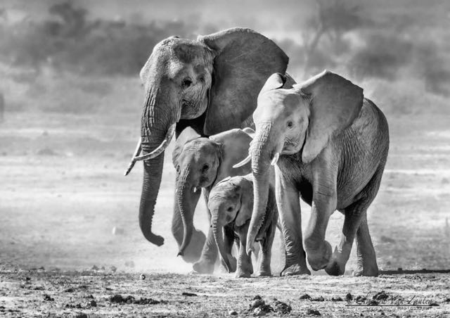 Title “Elees in a hurry
