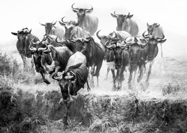 Title “Heading for the river crossing” (7)</br>
2020 12th Holland International Image Circuit Netherlands (2)</br>
2021 16th Exhibition of Photography “Ecological truth” Serbia</br>
2021 Taiwan Photo Circuit</br>
2021 3rd Aqua International Salon Of Photography Tajikistan</br>
2021 5th International Contest Photo Nature Brazil</br>
2021 Elephant Festival Kenya