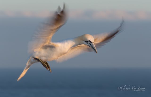 Title “Sunset landing” (12, 2 HM)</br> 2018 1st IPN International Salon Nepal</br>
2018 Belgian Photo Circuit Belgium (3, HM, FIAP HM)</br>
2018 Aqua International Salon of Photography Tajikistan</br>
2018 2nd  International Contest Photo Nature Brazil</br>
12th Holland International Image Circuit Netherlands (2)</br>
2021 9th Greek Photographic Circuit Greece</br>
2021 Exhibition Santa Maria Guatemala</br>
2021 Azerbaijan Photo Salon</br>
2021 International Exhibition Venetus Circuit Italy