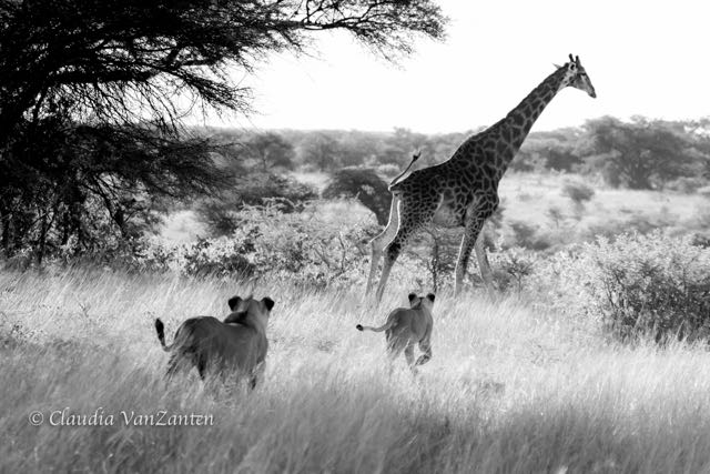 Title “The Hunt” (8)</br> 2017 New Bi-Continental Photo Circuit Arab. Emir.</br>
2018 11th Holland International Image Circuit (3)</br> 2018 International Digital Photo Competition Cyprus</br>
2018 Kilimanjaro cup Tanzania</br>
2018 Aqua International Salon of Photography Tajikistan</br>
2021 My Iceland 2021