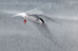 Angry Tern.jpg