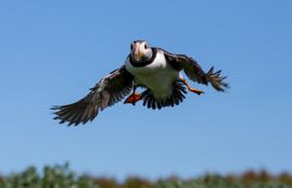Incoming!.jpg