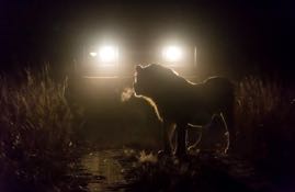 Night Encounter!.jpg