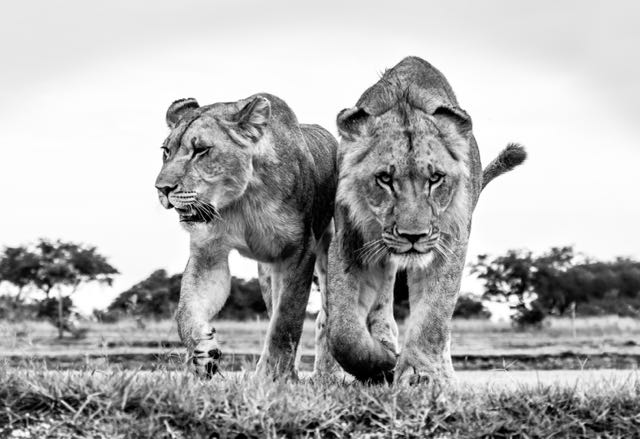 Title “On eye level” (4)</br> 2017 New Bi-Continental Photo Circuit (Arab. Emir. )</br>
2018 11th Holland International Image Circuit Netherlands (2)</br>
2018 2nd  International Contest Photo Nature Brazil