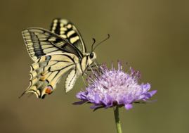 Papillon.jpg