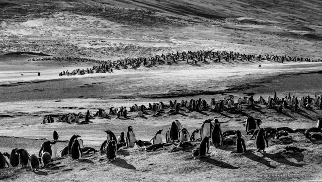 Title “Penguins at The Neck” (5)</br> 11th Holland International Image Circuit Netherlands (3)</br>
2018 6th MIROC Digital Circuit Serbia</br>
2018 Kilimanjaro cup Tanzania