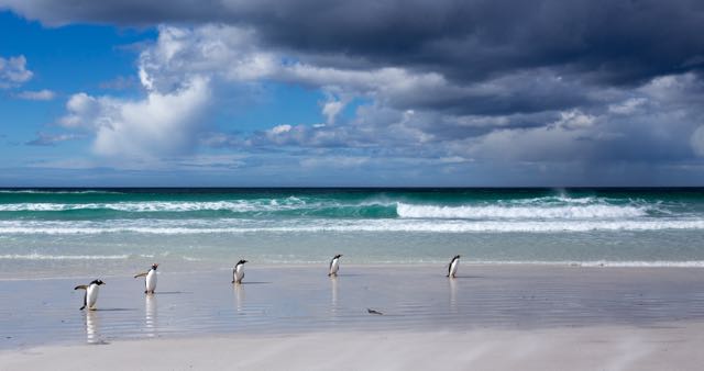 Title “Five penguins