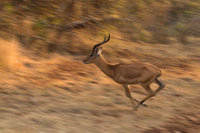 Title “Run” (1)</br> 2021 21st Chhayapath International Salon of Photography India
