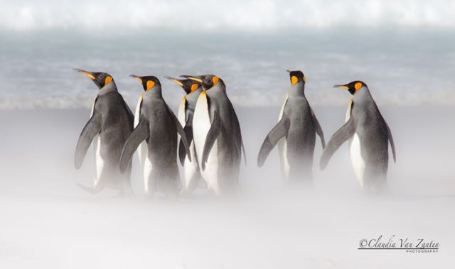 Title “Stormy weather” (4)</br> 2018 3rd Metropolitan International Photographic Exhibition United States</br>
2018 Belgian Photo Circuit Belgium (2)</br>
2018 2nd  International Contest Photo Nature Brazil