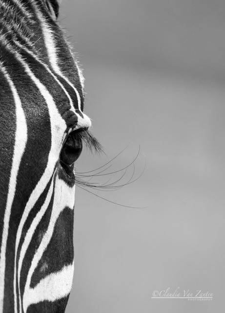 Title “Those lashes” (2)</br> 2020 12th Holland International Image Circuit Netherlands