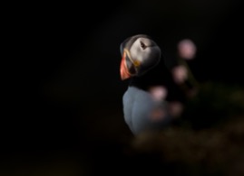 VANZANTEN 8-Shetland Puffin.jpg