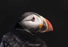 VANZANTEN_Puffin portrait.jpg