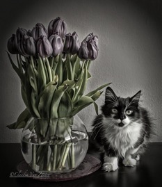 CVZ6D_20190406-016-Edit-3-Edit WEB.jpg