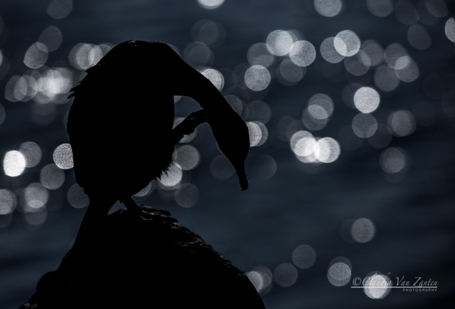 Oct 2018 - Title 