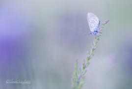 CVZ6D_20180704-199 WEB.jpg