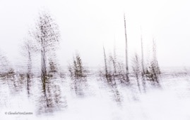 CVZ6D_20170226-064 WEB.jpg