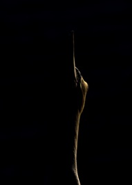1114128-ClaudiaVanZanten-Gannet Silhouette.jpg