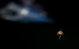 1114128-ClaudiaVanZanten-Puffin dreams.jpg