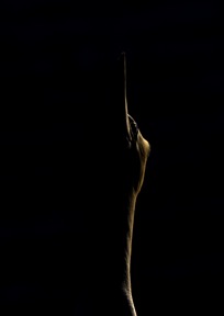C10_Gannet Silhouette