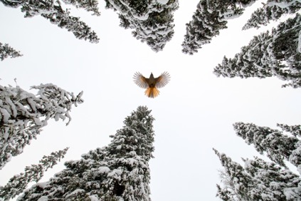 C1_Spread_your_wings_and_fly