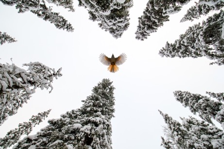 C1_Spread_your_wings_and_fly