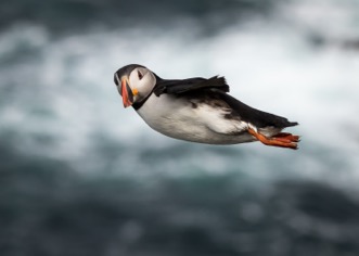 Claudia van Zanten_Windsurfing - Puffin style