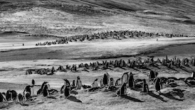 CVZ60D_20141016-101 WEB