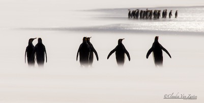 CVZ60D_20141022-026 WEB