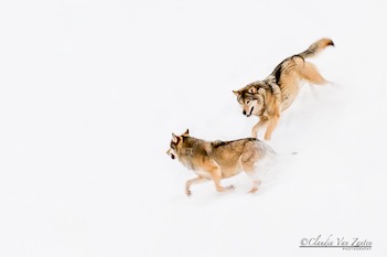 CVZ6D_20141231-029 WEB
