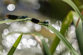 CVZ7D_20230702-741-Verbeterd-NR WEB.jpg