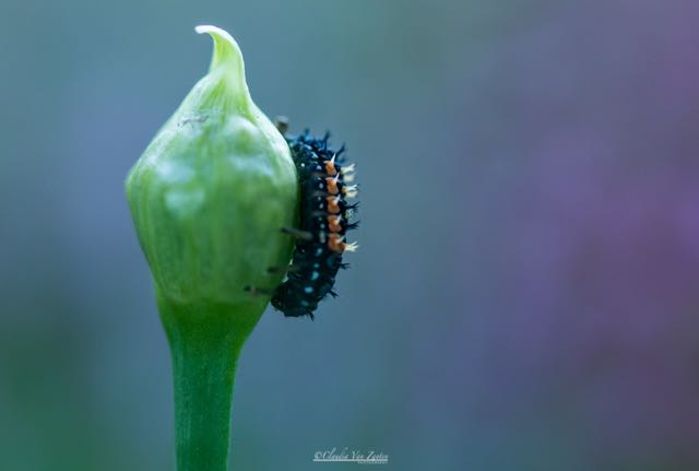 ... who decided to start its first phase of life on my ornamental onion.</br>  (I had no clue what it was, but google lens told me it was the larva of a ladybug)