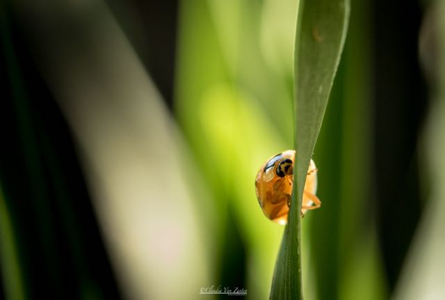 first tricks on a leaf