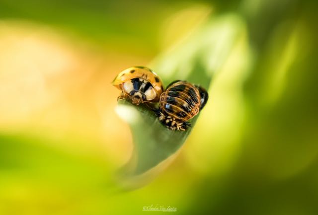 seeking the comfort of the pupa again