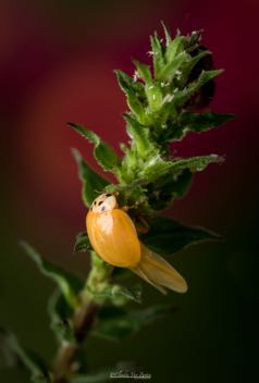 CVZ7D_20220720-395 WEB.jpg