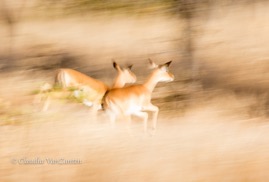 CVZ6D_20160805-116 WEB.jpg