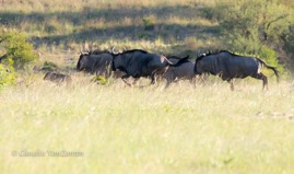 CVZ60D_20160103-104.jpg